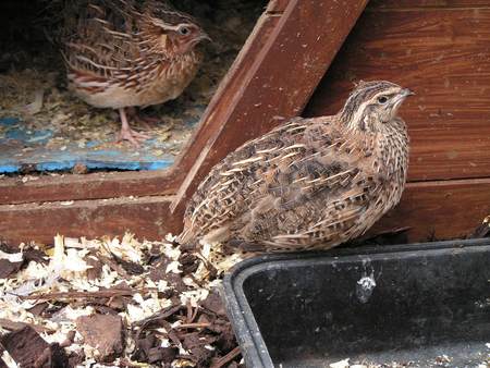 Quail For Sale, Uk England, Scotland, Wales & N. Ireland