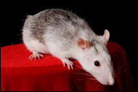 Mice and rats for sale